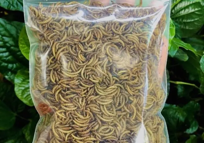 Thức Ăn Sấy Khô Cho Cá Lóc Cảnh