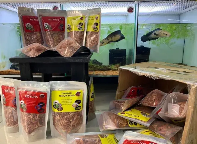 Một Số Tips Chọn Thức Ăn Cho Cá Lóc Cảnh Bạn Nên Biết