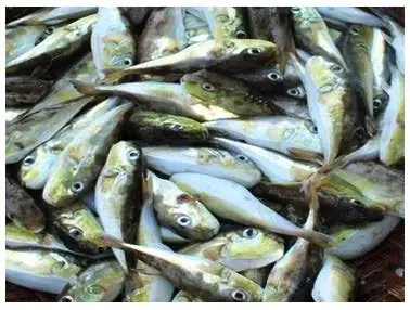 Hướng Dẫn Chi Tiết: Cách Cho Cá Nóc Ăn Đúng Cách & Các Loại Thức Ăn Tốt Nhất