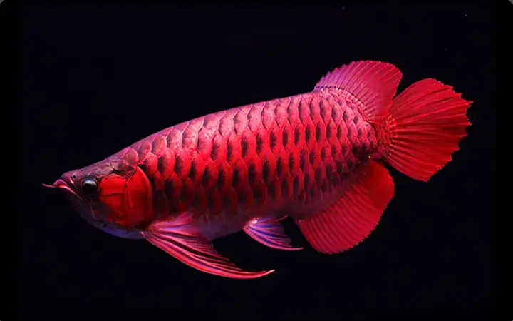 Tại Sao Dế Là Lựa Chọn Thức Ăn Lý Tưởng Cho Cá Rồng?