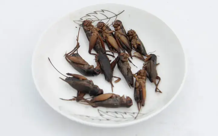 Các Vấn Đề Thường Gặp Và Cách Khắc Phục Khi Cho Cá Rồng Ăn Dế Các Vấn Đề Thường Gặp Và Cách Khắc Phục Khi Cho Cá Rồng Ăn Dế