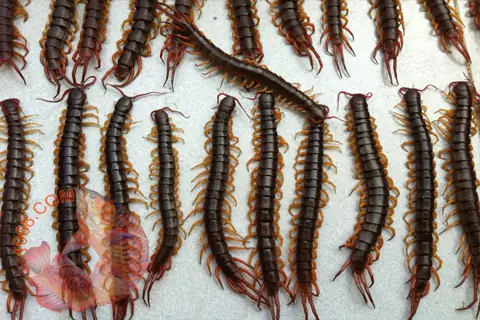 Có Nên Cho Cá Rồng Ăn Rết? Phân Tích Chi Tiết Lợi Ích Và Rủi Ro