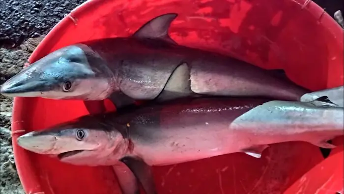 Chợ Cá Thanh Hà Hội An - Nơi Bán Hải Sản Tươi Sống Ngon Nhất Ở Phố Cổ 3