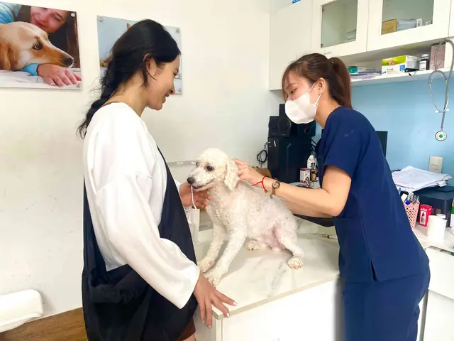 Chó Cái Bị Chảy Máu Ở Bộ Phận Sinh Dục Có Phải Là Bệnh Lý Nguy Hiểm? Chó Cái Bị Chảy Máu Ở Bộ Phận Sinh Dục Có Phải Là Bệnh Lý Nguy Hiểm?