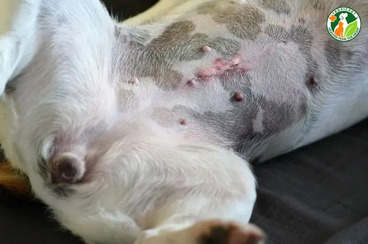 Một Số Lưu Ý Khi Triệt Sản Chó Cái