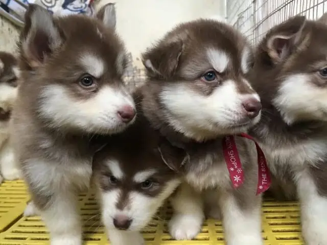 Chó Alaska (alaskan Malamute) – Biểu Tượng Của Vùng Bắc Cực Chó Alaska (alaskan Malamute) – Biểu Tượng Của Vùng Bắc Cực