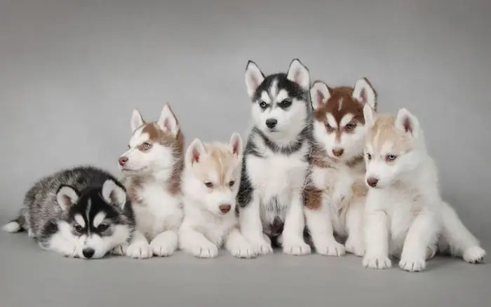 Chó Husky (siberian Husky) – Vẻ Đẹp Hoang Dã Và Giá Trị Bền Bỉ Chó Husky (siberian Husky) – Vẻ Đẹp Hoang Dã Và Giá Trị Bền Bỉ