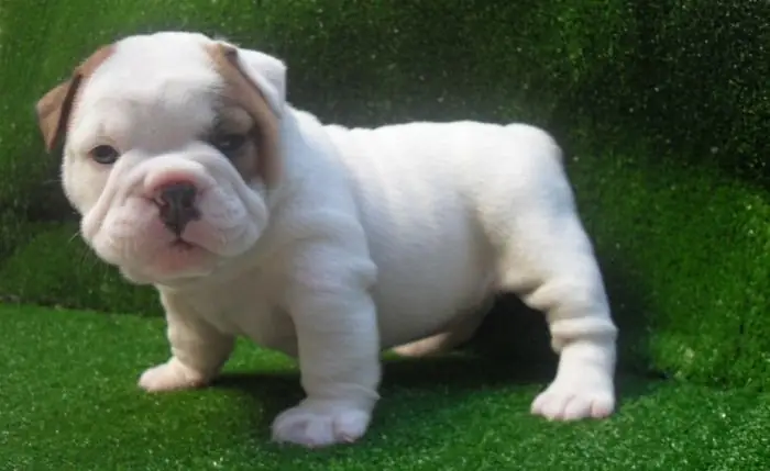 Chó Bulldog Pháp (french Bulldog) – Duyên Dáng Và Tinh Nghịch Chó Bulldog Pháp (french Bulldog) – Duyên Dáng Và Tinh Nghịch