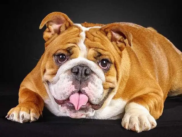 Chó Bull Anh (english Bulldog) – Hiền Lành Trong Vẻ Ngoài Dữ Dằn Chó Bull Anh (english Bulldog) – Hiền Lành Trong Vẻ Ngoài Dữ Dằn