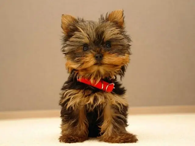Chó Yorkshire Terrier – Quý Tộc Nhỏ Bé Đầy Cá Tính Chó Yorkshire Terrier – Quý Tộc Nhỏ Bé Đầy Cá Tính