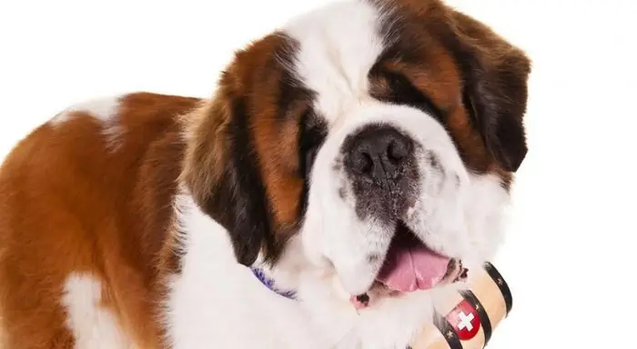 Chó Saint Bernard – “thiên Thần Cứu Hộ” Khổng Lồ Chó Saint Bernard – “thiên Thần Cứu Hộ” Khổng Lồ
