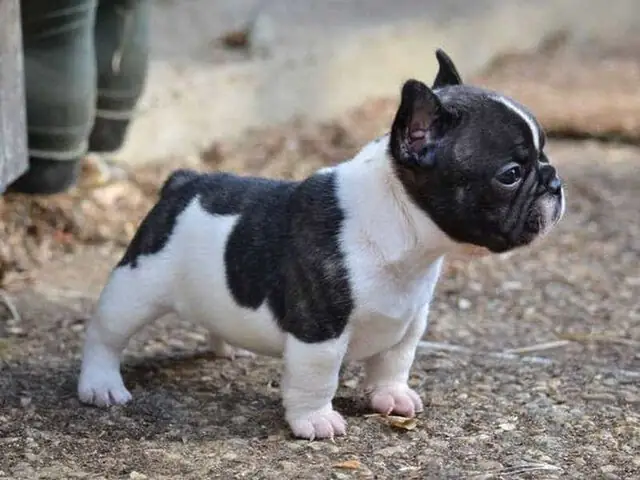Chó Bulldog Pháp (french Bulldog) – Duyên Dáng Và Tinh Nghịch Chó Bulldog Pháp (french Bulldog) – Duyên Dáng Và Tinh Nghịch