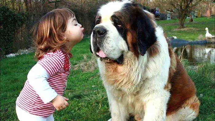 Chó Saint Bernard – “thiên Thần Cứu Hộ” Khổng Lồ Chó Saint Bernard – “thiên Thần Cứu Hộ” Khổng Lồ