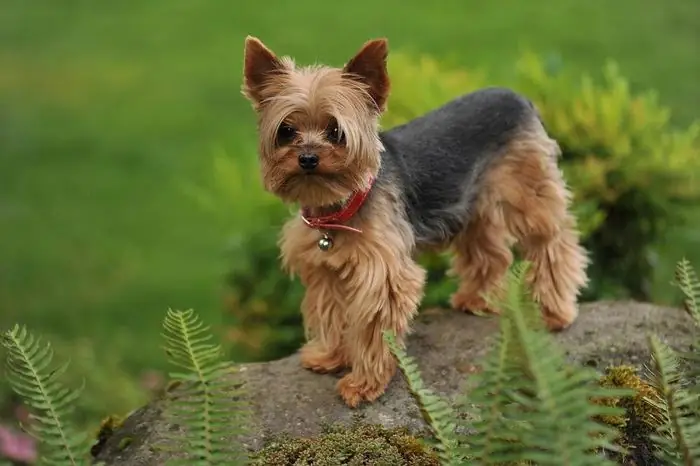 Chó Yorkshire Terrier – Quý Tộc Nhỏ Bé Đầy Cá Tính Chó Yorkshire Terrier – Quý Tộc Nhỏ Bé Đầy Cá Tính