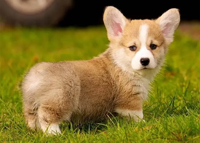 Chó Corgi (pembroke Welsh Corgi) – Thú Cưng Hoàng Gia Chó Corgi (pembroke Welsh Corgi) – Thú Cưng Hoàng Gia