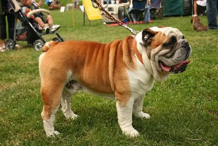 Chó Bull Anh (english Bulldog) – Hiền Lành Trong Vẻ Ngoài Dữ Dằn Chó Bull Anh (english Bulldog) – Hiền Lành Trong Vẻ Ngoài Dữ Dằn