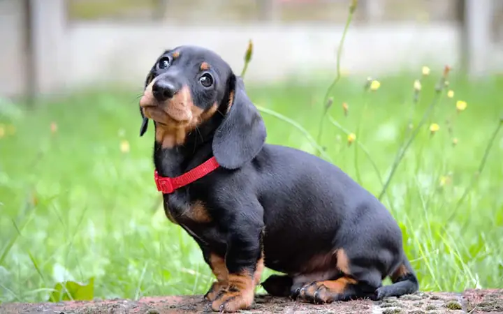 3chó Dachshund (chó Lạp Xưởng/xúc Xích)