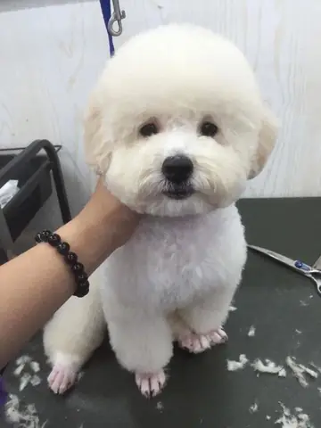 Chó Cảnh Đẹp Hà Nội Là Gì?