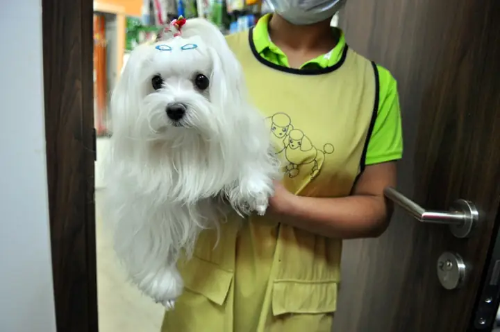 Chó Cảnh Đẹp Hà Nội Là Gì?