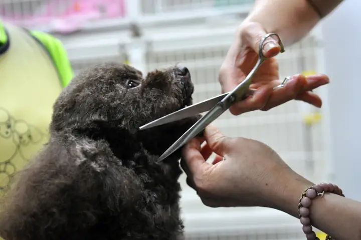 Chó Cảnh Đẹp Hà Nội Là Gì?