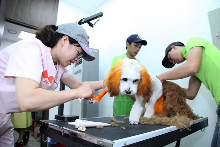 Chó Cảnh Đẹp Hà Nội Là Gì?