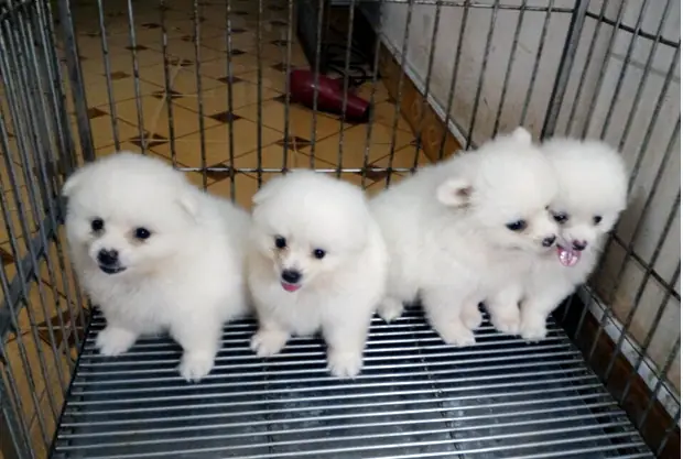 Chó Cảnh Đẹp Hà Nội Là Gì?