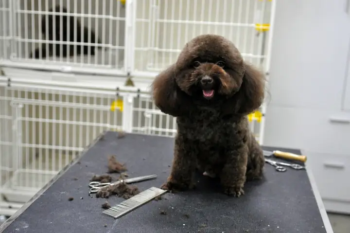 Chó Cảnh Đẹp Hà Nội Là Gì?