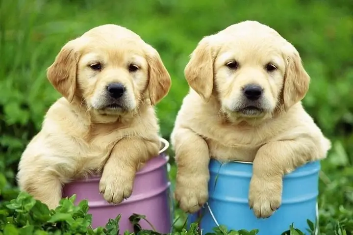 Chó Cảnh Đẹp Hà Nội Là Gì?