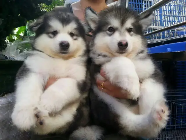 Chó Cảnh Đẹp Hà Nội Là Gì?