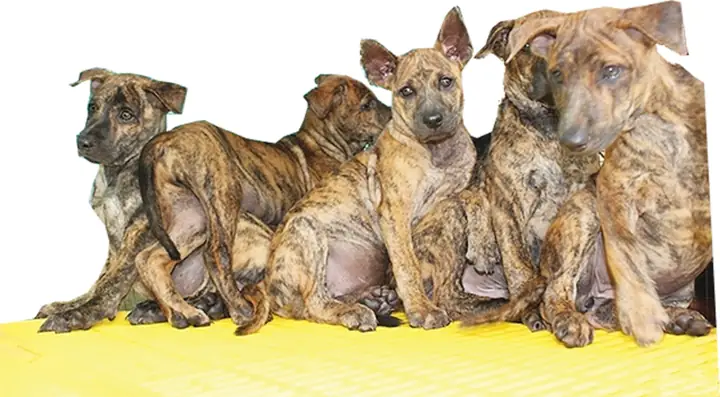 Chó Cảnh Đẹp Hà Nội Là Gì?