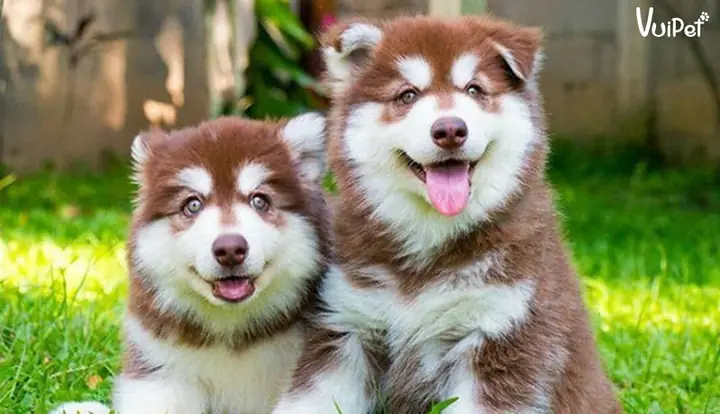 Chó Cảnh Giá Rẻ Dưới 300k: Chọn Loài Nào Phù Hợp Với Người Mới Nuôi?