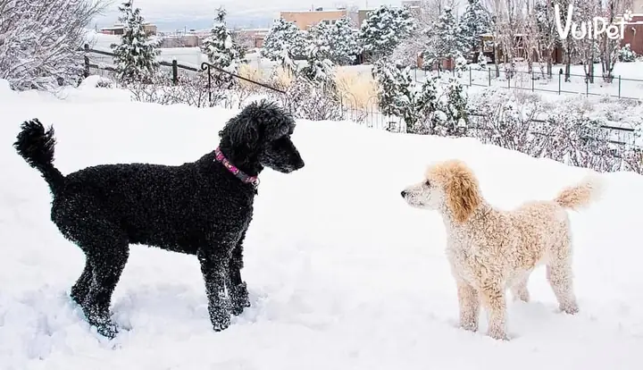 Tại Sao Chó Poodle Lại Được Yêu Thích Như Vậy?