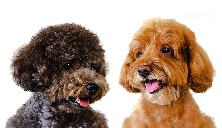 Giá Chó Poodle Hiện Nay Là Bao Nhiêu?