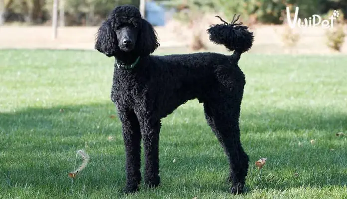 10 Điều Chưa Biết Về Giống Chó Thông Minh