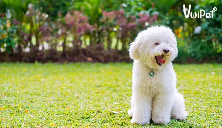 Vuipet Có Bán Chó Poodle Giá Rẻ Không?