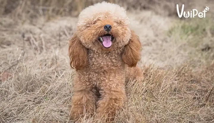 Bạn May Mắn Gặp Được Một Người Chủ Nuôi Tốt Bụng