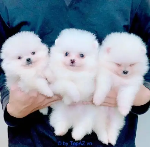 Chó Cảnh Mini Hà Nội: Cẩm Nang Chăm Sóc Từ A Đến Z Cho Chủ Nuôi