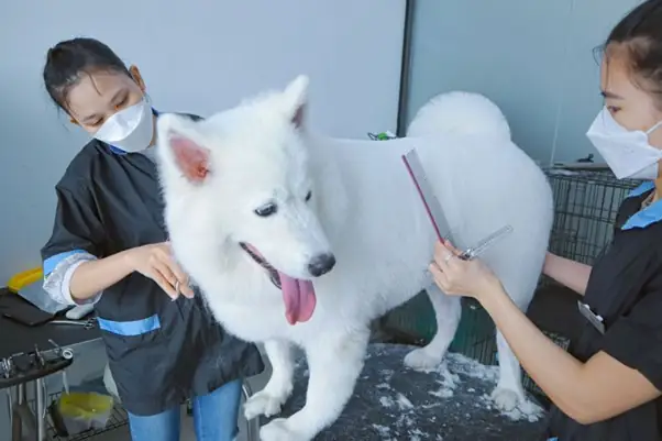 Chó Mang Thai Bao Lâu Thì Đẻ?