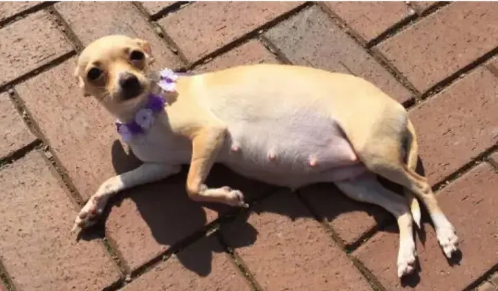 Chó Cào Ổ Nhưng Không Đẻ Chó Cào Ổ Nhưng Không Đẻ