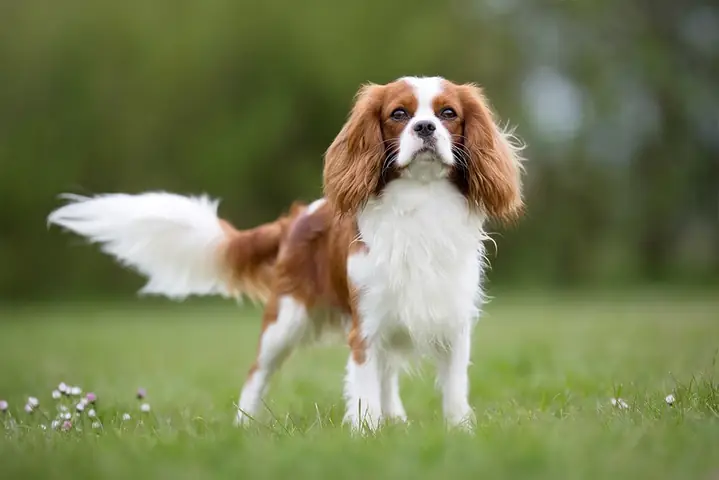 Nguồn Gốc Chó King Charles Spaniel