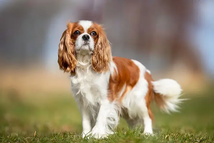 Tính Cách Chó Cavalier King Charles Spaniel