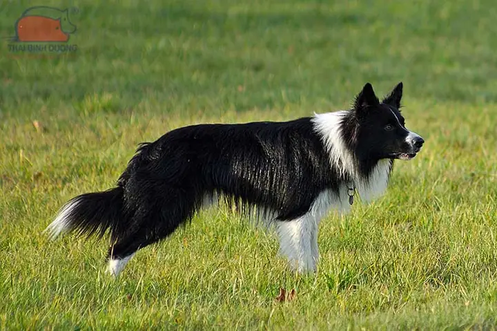 Đặc Điểm Hình Dáng, Tính Cách Của Chó Chăn Cừu Border Collie