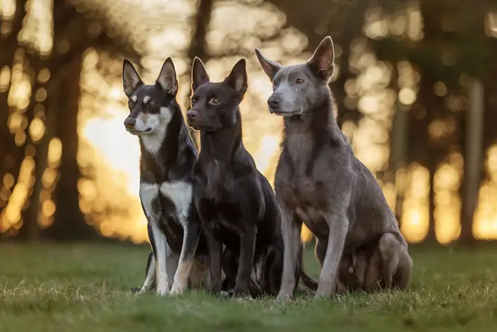 Chó Chăn Cừu Kelpie Úc