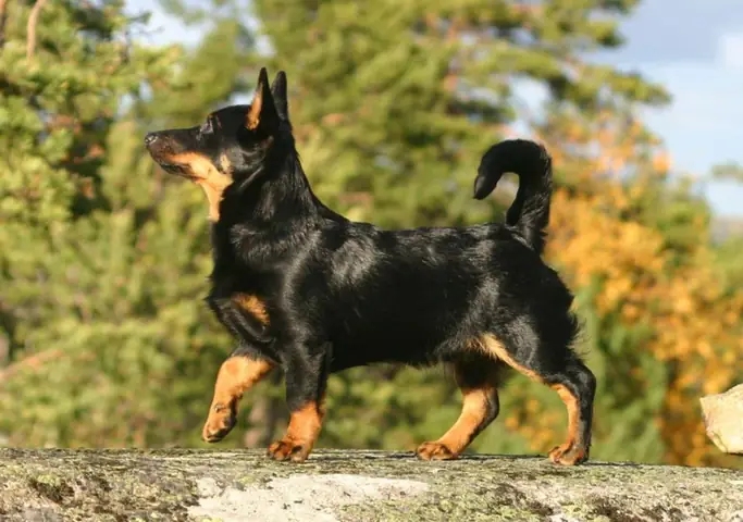 Chó Lancashire Heeler