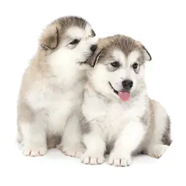 Mua Chó Chân Ngắn Ở Đâu?