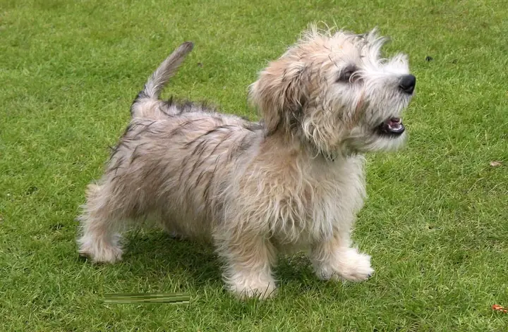 Chó Glen Of Imaal Terrier