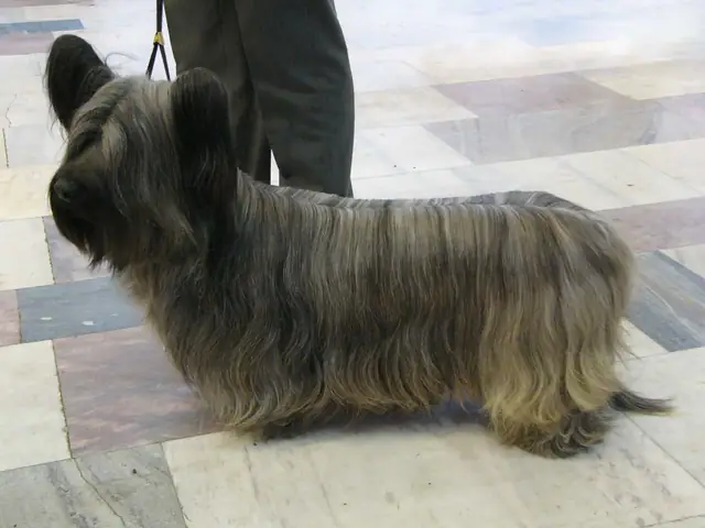 Chó Sục Skye Terrier