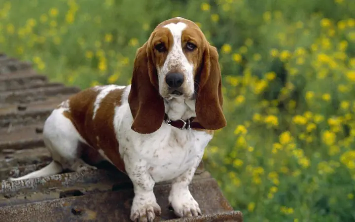 Chó Basset Hound