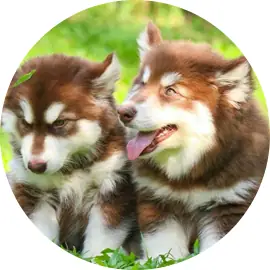 Chó Corgi Chân Ngắn