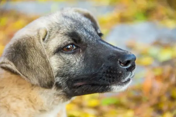 Các Phòng Tránh Bệnh Lý Chó Chảy Nước Mắt